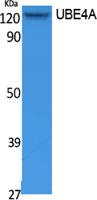 UBE4A Polyclonal Antibody