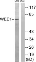 Wee 1 Polyclonal Antibody