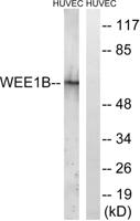 Wee 2 Polyclonal Antibody