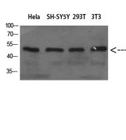 WIPI1 Polyclonal Antibody