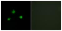 UBN-1 Polyclonal Antibody