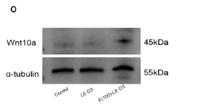 WN10A Polyclonal Antibody