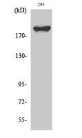 WNK1 Polyclonal Antibody