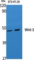 Wnt-1 Polyclonal Antibody