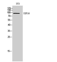 USP16 Polyclonal Antibody