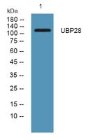 USP28 Polyclonal Antibody