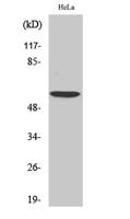 USP30 Polyclonal Antibody