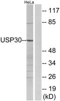 USP30 Polyclonal Antibody