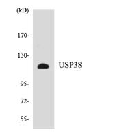 USP38 Polyclonal Antibody