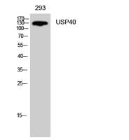 USP40 Polyclonal Antibody