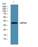 UBP46 Polyclonal Antibody