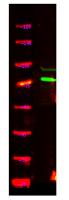 UBP49 Polyclonal Antibody