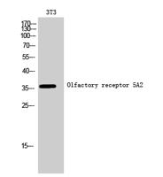 Olfactory receptor 5A2 Polyclonal Antibody