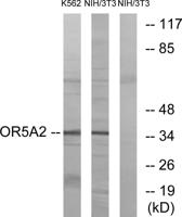 Olfactory receptor 5A2 Polyclonal Antibody