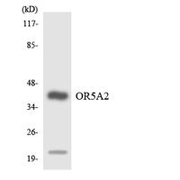 Olfactory receptor 5A2 Polyclonal Antibody