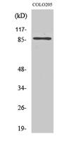 FoxO3A Polyclonal Antibody