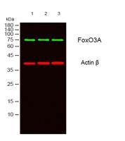 FoxO3A Polyclonal Antibody