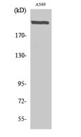 UBR5 Polyclonal Antibody