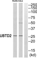 UBTD2 Polyclonal Antibody