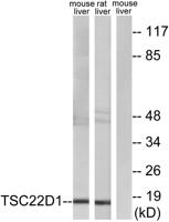 TSC-22 Polyclonal Antibody