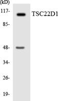 TSC-22 Polyclonal Antibody