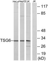 TSG-6 Polyclonal Antibody