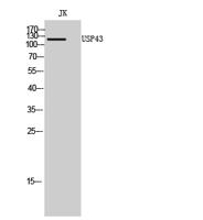 USP43 Polyclonal Antibody