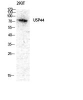 USP44 Polyclonal Antibody