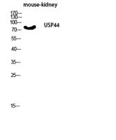 USP44 Polyclonal Antibody