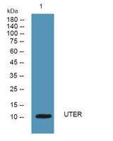 UTER Polyclonal Antibody