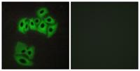 VAMP-4 Polyclonal Antibody