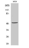 Vangl1 Polyclonal Antibody