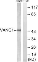 Vangl1 Polyclonal Antibody