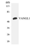 Vangl1 Polyclonal Antibody