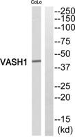 Vasohibin Polyclonal Antibody