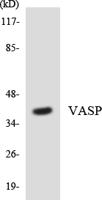 VASP Polyclonal Antibody