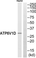 V-ATPase D Polyclonal Antibody