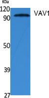 VAV1 Polyclonal Antibody