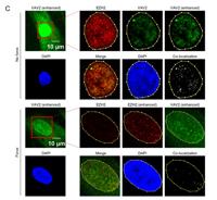 Vav2 Polyclonal Antibody