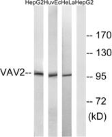 Vav2 Polyclonal Antibody