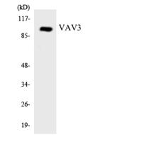 Vav3 Polyclonal Antibody