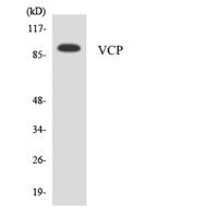 VCP Polyclonal Antibody