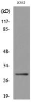 VDAC1 Polyclonal Antibody