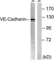 VE-Cadherin Polyclonal Antibody