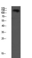 VE-Cadherin Polyclonal Antibody