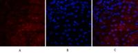 VEGF-A Polyclonal Antibody