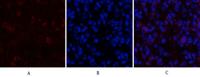 VEGF-A Polyclonal Antibody