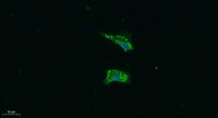 VEGF-B Polyclonal Antibody