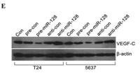 VEGF-C Polyclonal Antibody