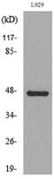 VEGF-C Polyclonal Antibody